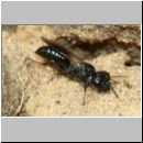 Diodontus tristis - Grabwespe w04b 5mm - Sandgrube Niedringhaussee-det.jpg